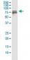 SF1 Antibody (monoclonal) (M01)
